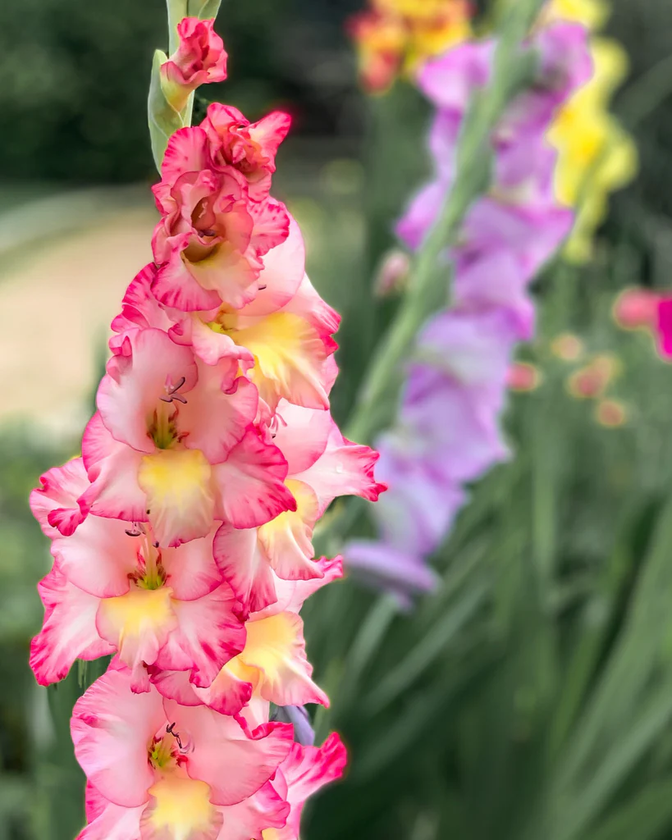 August Birth Flowers and Their Meaning