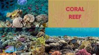 The extinction of coral reefs: The Decline of Coral Reef Ecosystems