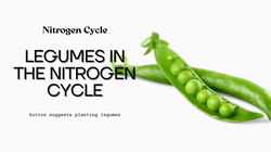 The Role of Legumes in the Nitrogen Cycle