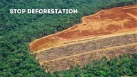 Deforestation and Ways to Restore the Planet's Greenery