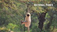 Importance of National Parks in Protecting Biodiversity and Wildlife Conservation