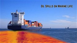 Impact of Oil Spills on Marine Life: Causes, Effects, and Protection Methods