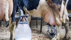 Dairy Farming: Environment Impact & Challenges