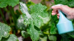Use of Chemical Sprays on Vegetables: Advantages and Disadvantages