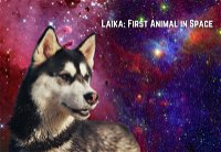Laika: The First Animal in Space