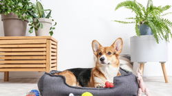 Pack for Your Pup: Essential Travel Accessories for Your Canine Companion