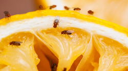 How to Get Rid of Fruit Flies: Simple DIY Traps and Prevention Tips