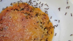 Ant-Proof Your Home: Natural Remedies for Keeping Ants Away