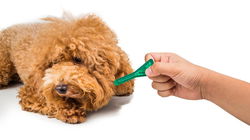 10 Eco-Friendly Fleas Control Methods: Natural Remedies for Pet Owners