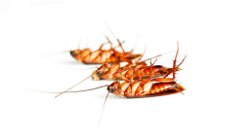 Effective and Eco-Friendly Pest Control: Keeping Your Home Cockroach-Free