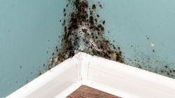 Mold: The Organism That Can Live Anywhere