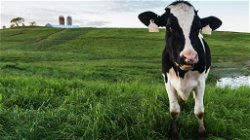 The Attitude, Passion, and Challenges of Dairy Farming in the United States