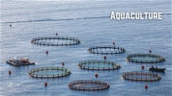 Aquaculture: Approximate Aquatic Equivalent to Agriculture