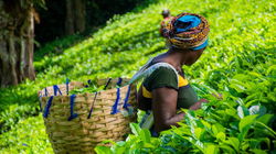 Tea Cultivation: Conventional and Organic Farming Methods Explained