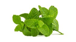 Mint: Nature's Versatile Herb with Countless Uses