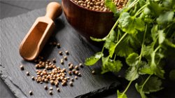 Coriander: A Flavorful Herb with Rich Culinary and Medicinal Benefits