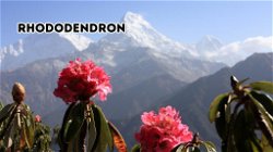 The Enchanting Rhododendron: Himachal Pradesh's State Flower